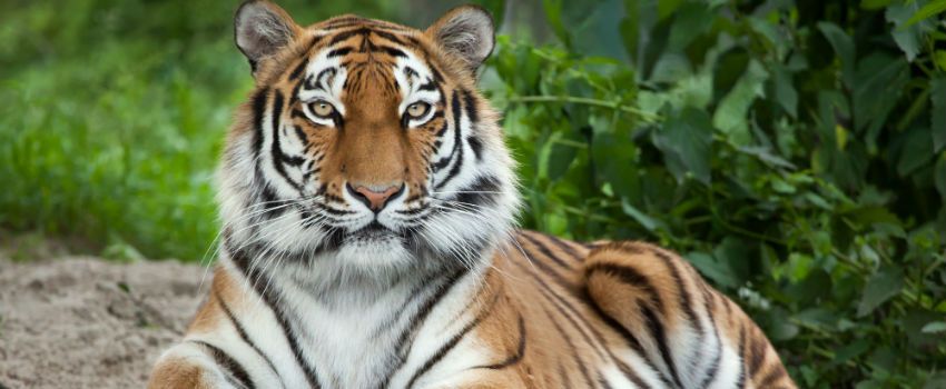 WWF Helps To Double Wild Tiger Population In Nepal