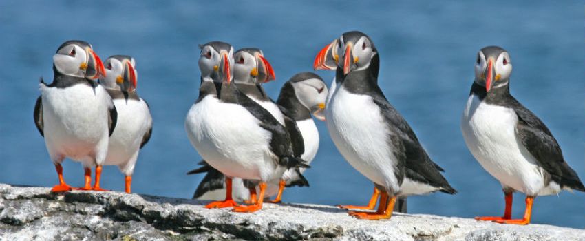 National Trust Helping Protect UK’s Puffin Population
