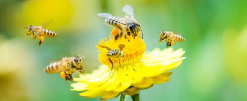 WWF Worried About The Decline Of Bee Populations In The UK 