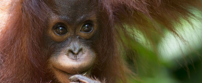 WWF Says Orangutan Numbers Falling In Some Areas