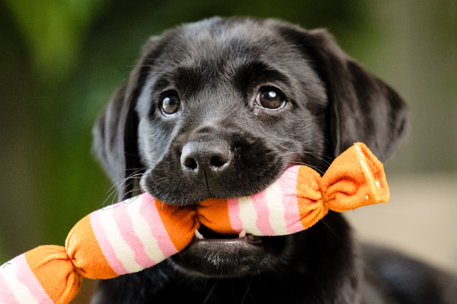 Sponsor a Puppy Buttons Sponsor a Puppy Buttons