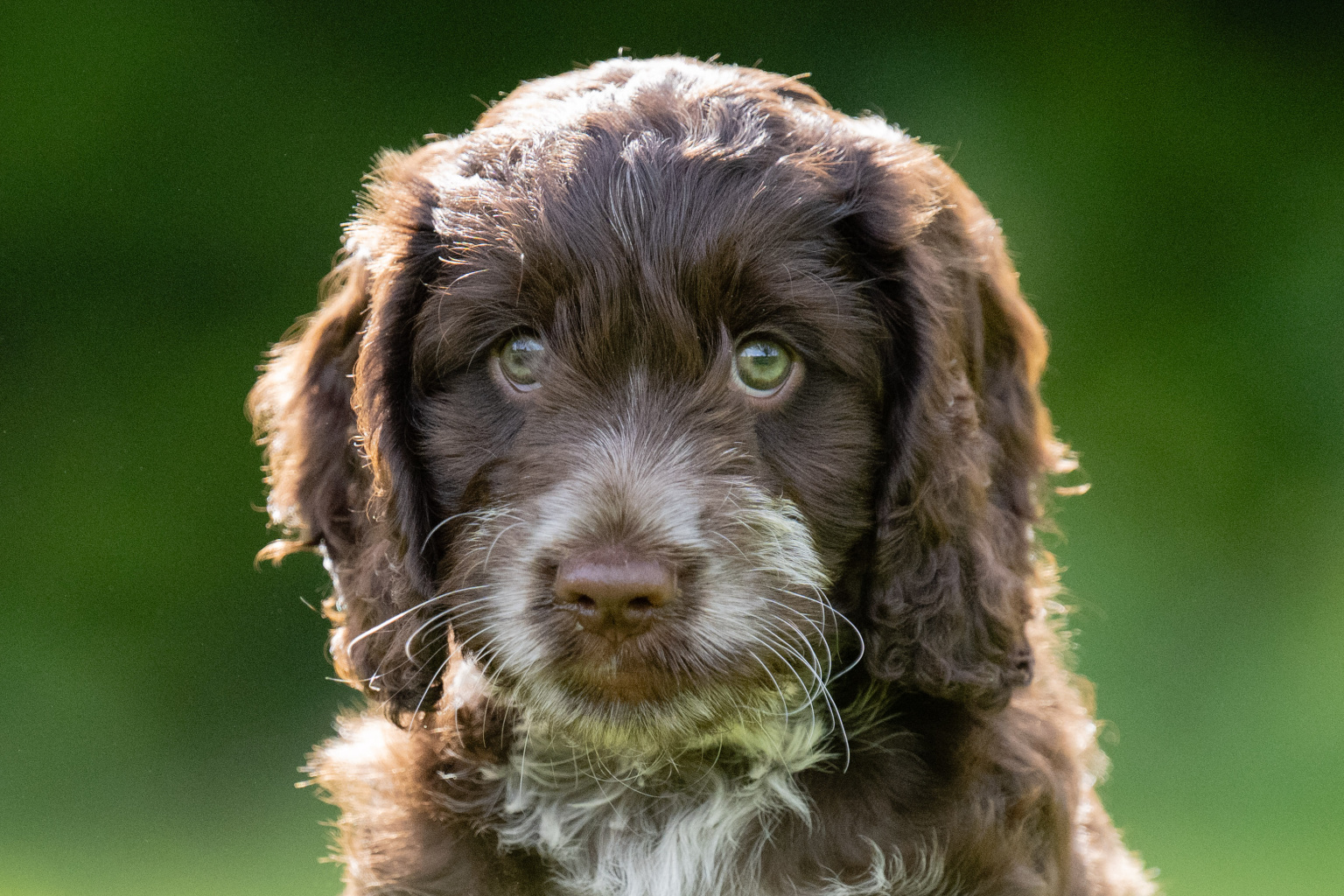 Sponsor a Puppy Sprout Sponsor a Puppy Sprout